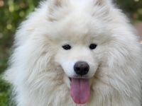 Samojedenrüde Haku