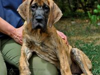 Deutsche Dogge Welpen