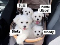 Malteserwelpen zur Adoption