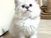 Kitten
