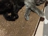 Bkh Mix kitten männlich und weiblich
