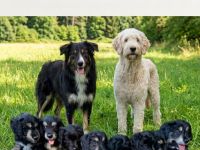 Borderdoodle Welpen