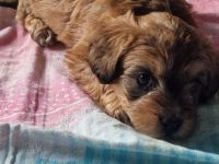 Pudel Malteser Terrier Mix Welpen