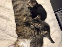 6 süsse baby katzen