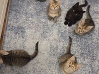 6 süsse baby katzen