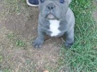 Französische Bulldoggen