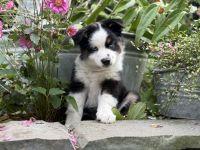 Bezaubernde Mini Aussie Babies