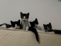 Katzen Babys  / Jungkatzen