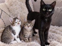 Kitten suchen ab Oktober ihre neue Familie