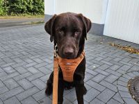 Intelligenter 12 Monate alter Labrador sucht liebevolles neues Zuhause