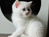 Britisch-Kurzhaar-Katzen zu verkaufen