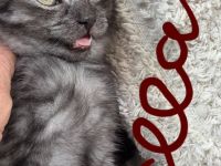 Zuckersůsse Seelenkitten BKH Siam