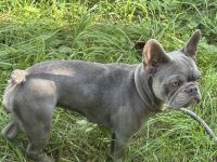 Weibliche Französische Bulldogge