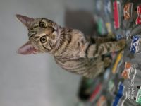 Süßes Bengal-Mix Mädchen...