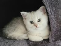 Britisch Kurzhaar Kitten Grey Tabby