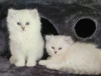 Britisch Langhaar Kitten