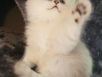 Britisch Langhaar Kitten