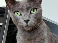 Delphi, FIV positiv