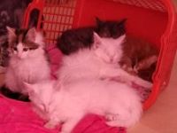 Wundersxhöne Maine-Coon-Kitten suchen ein liebesvolle Zuhause