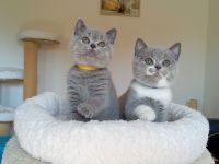 BKH-Kitten in blue und blue-weiß ( Stammbaum)!