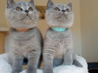 BKH-Kitten in blue und blue-weiß ( Stammbaum)!