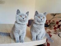 BKH-Kitten in blue und blue-weiß ( Stammbaum)!