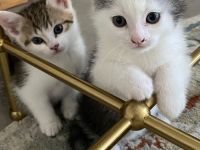 BKH Mix Kitten
