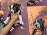 American bully xl Welpen suchen ihr liebevolles Zuhause
