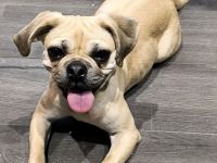 Sunny sucht liebevolles Zuhause