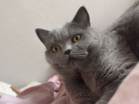Liebe BKH-Dame sucht ruhiges Zuhause