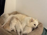 Wunderschöne Pomeranian / Zwergspitz Welpen aus Berlin