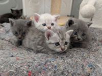 BKH Kitten Mix