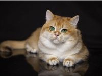 BKH Deckkater mit Stammbaum black golden shell (Nr.12) Augen- tiefes smaragdgrün!