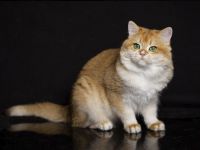 BKH Deckkater mit Stammbaum black golden shell (Nr.12) Augen- tiefes smaragdgrün!