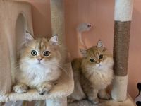 Süße Britisch Langhaar Kitten (BLH) – Golden Shaded (5 Monate)