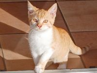 Rot weisser Kater