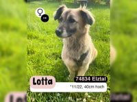 LOTTA - sucht ein erfahrenes Zuhause