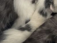 4 süße Kitten suchen liebevolles Zuhause
