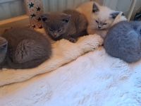BKH kitten