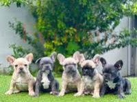Französische Bulldoggen-Welpen