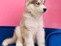 Siberian-Husky-Welpen