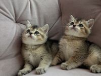 BKH Golden Britisch Kurzhaar kitten