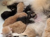 Sibirische Kitten mit Stammbaum