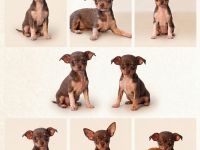 Chihuahua Welpen abzugeben – gesund, geimpft & gechipt (Schoko, Blue, Black Tan)