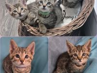 Wunderschöne Bengal-Siam Mix