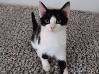❤️❤️❤️Maine Coon Mix Kitten Kater ❤️❤️❤️