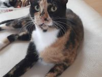 Bengalmischling