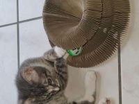 Kater Abzugeben
