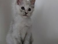 Maine Coon Kitten black silver tortie chinchilla