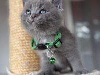 Bkh kitten